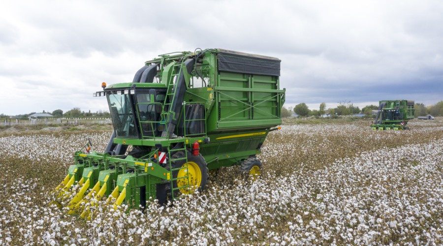 Cotton harvesting has started in Bilasuvar