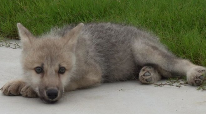 В Китае родился первый в мире клон арктического волка