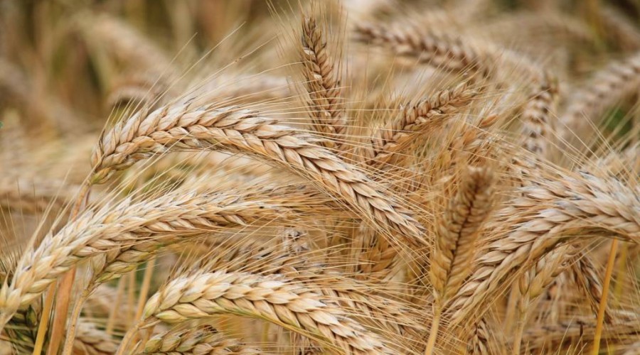 State Agency: "The share of local grain in domestic consumption will increase significantly"