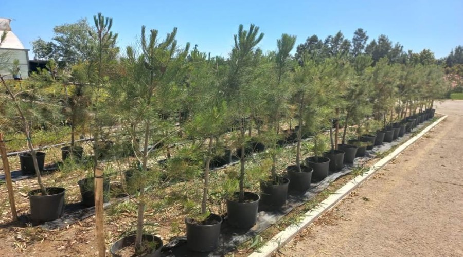 About 4.6 million trees were planted in Baku and Absheron peninsula