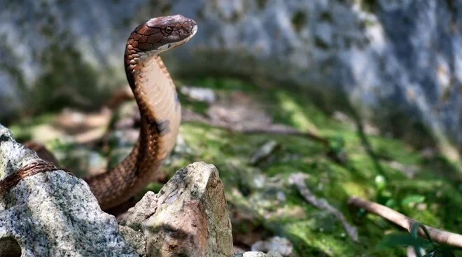 Zooparkdan qaçdı, bir həftə sonra geri qayıtdı