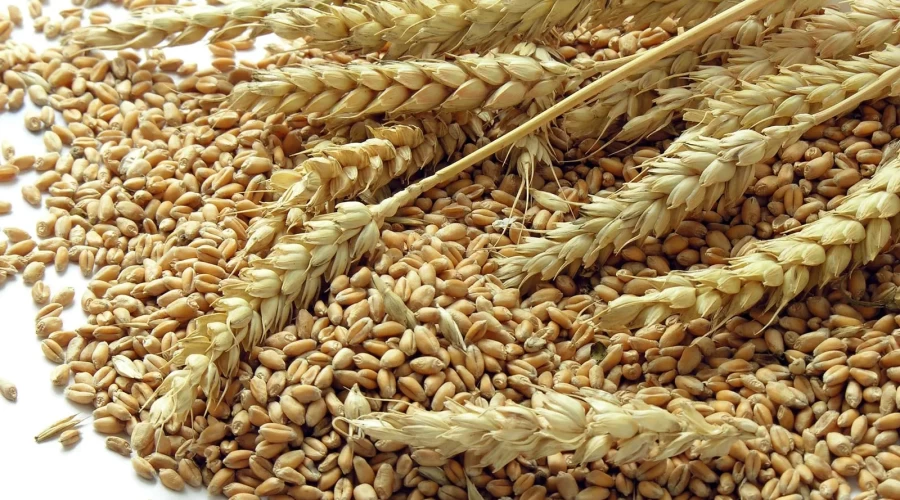 Amount of grains exported from Russia to Azerbaijan, Uzbekistan, Georgia announced