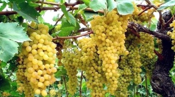 38 tons of grapes were exported from Azerbaijan to Volgograd