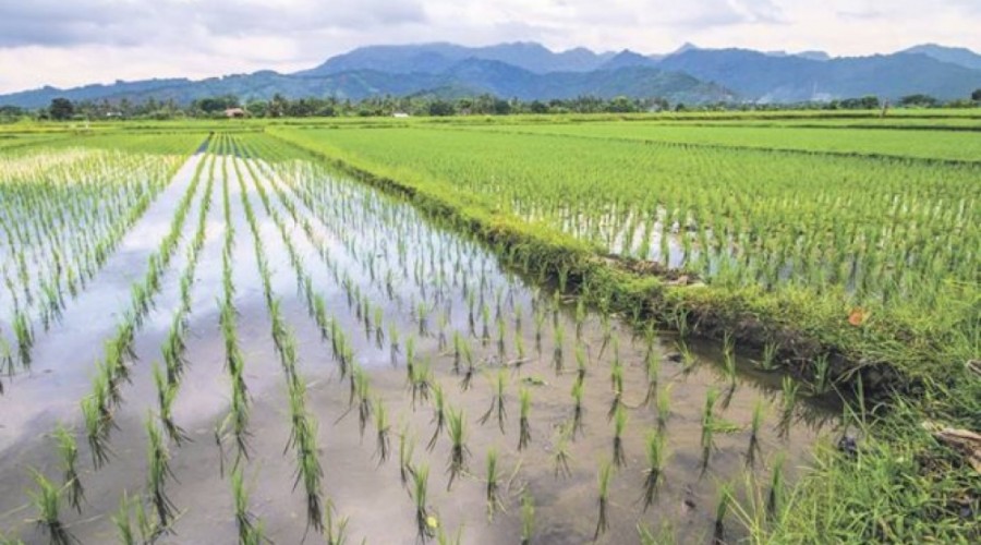 This year, the average yield of rice in Azerbaijan increased by 1.4 cents/ha