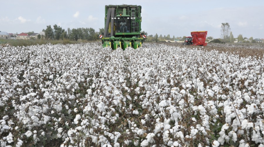 More than 275,000 tons of cotton were delivered to supply points in Azerbaijan