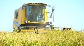 Rice harvest has ended in Azerbaijan