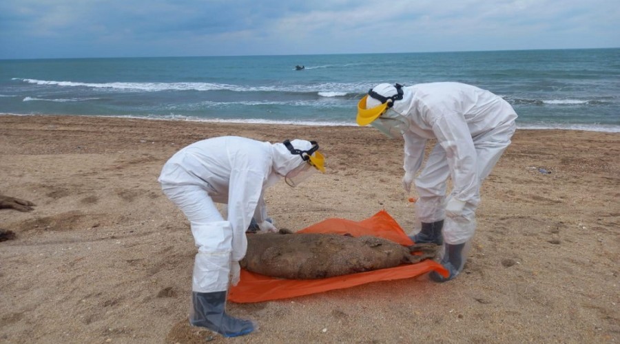 Взяты пробы с туш тюленей, найденных в азербайджанском секторе Каспийского моря
