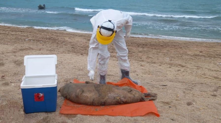 Samples were taken from the carcasses of seals found in the Azerbaijan section of the Caspian Sea