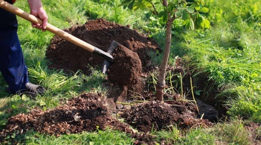 More than 100,000 trees were planted in the forest fund lands in the last week.