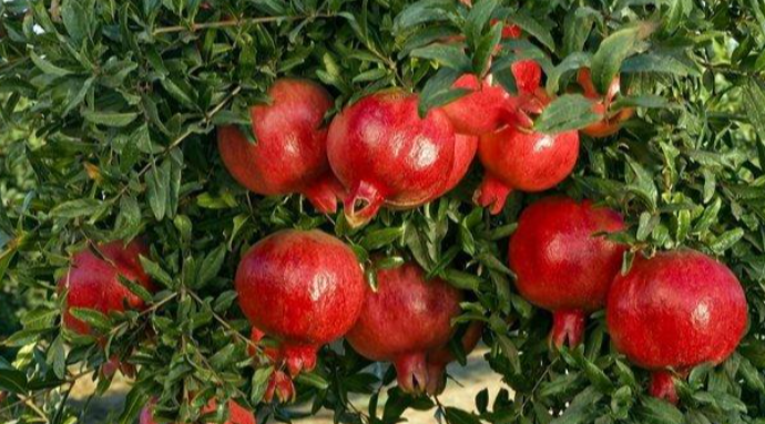 "The European Union supports the development of pomegranate cultivation in Azerbaijan".