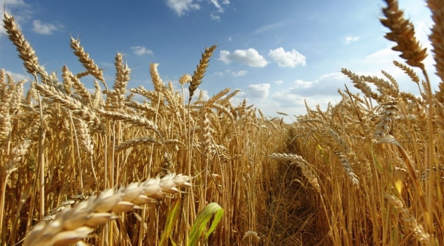 The amount of grain exported from Ukraine to the countries of the world has exceeded 14 million tons