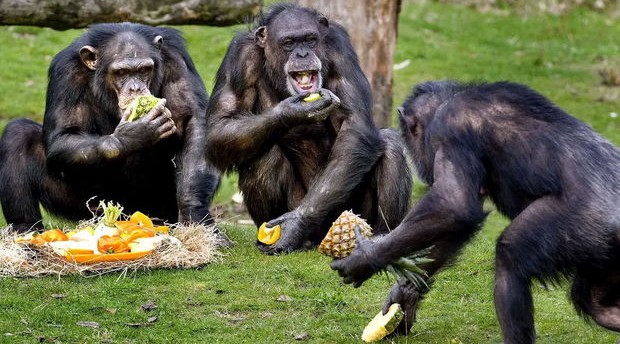 İsveçdə zooparkdan qaçan şimpanzeləri güllələdilər - FOTO/VİDEO