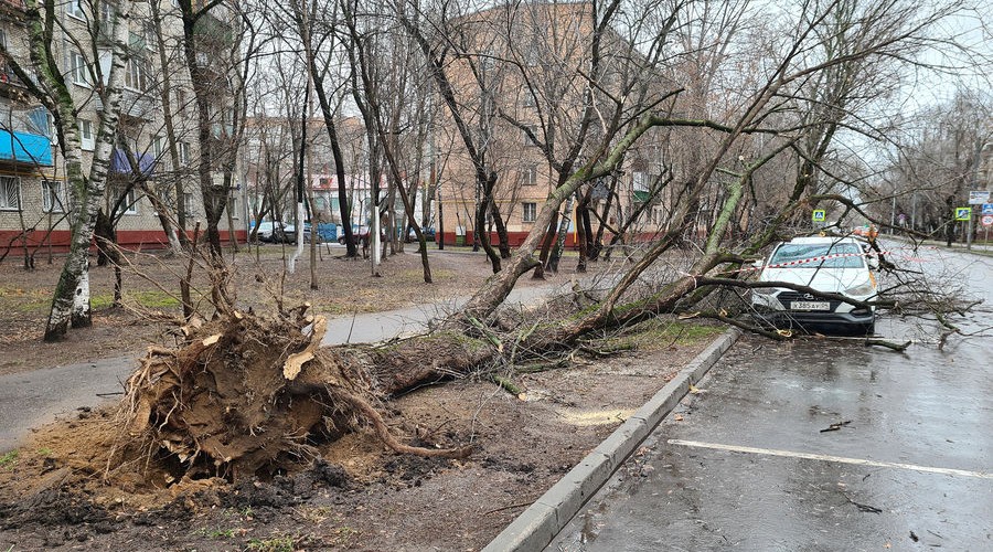 В Баку сильный ветер повалил деревья