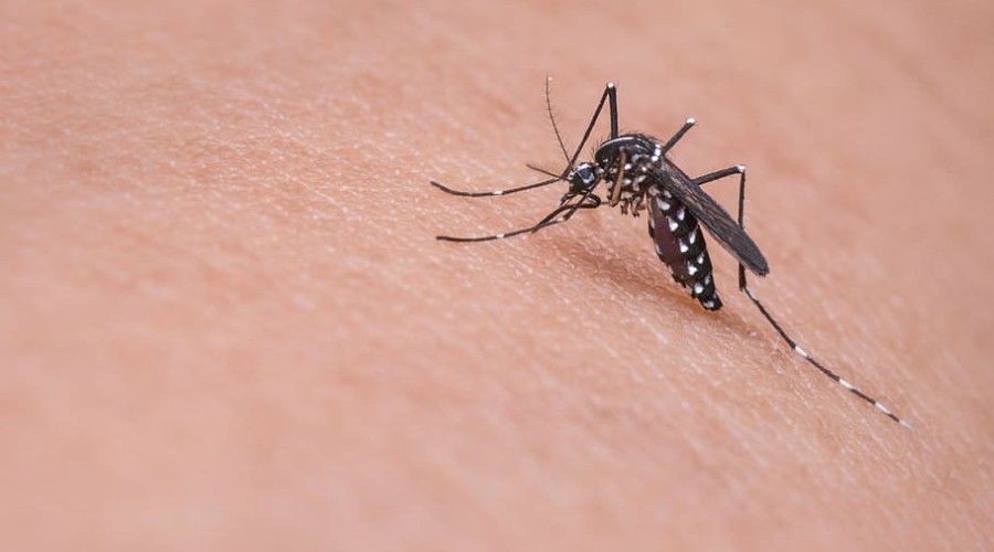 Ученые раскрыли причину мутаций «супер-комаров»