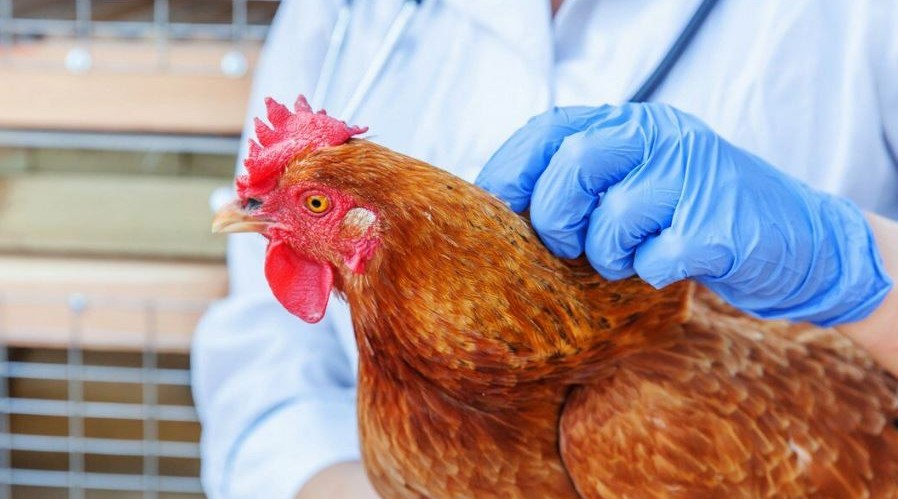 Чехия: вспышка птичьего гриппа на крупной птицефабрике
