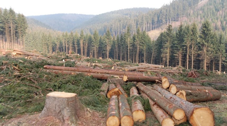 The Ministry made a statement about the mass cutting of trees in the forests in Oguz