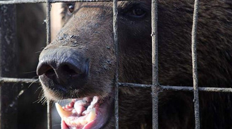 Zooparkda ayı işçini öldürdü