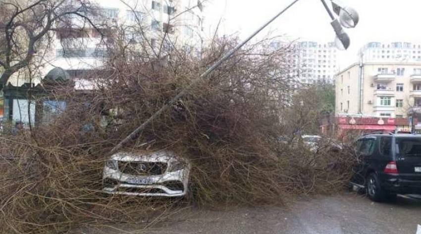 Bakıda ağacın aşması səbəbindən avtobusların hərəkət sxemi dəyişdirilib