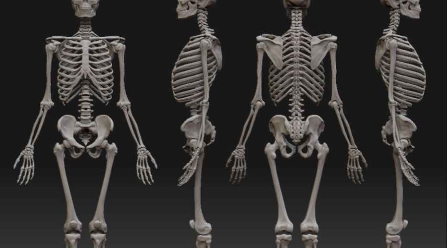 Учёные протестировали замену человеческим костям
