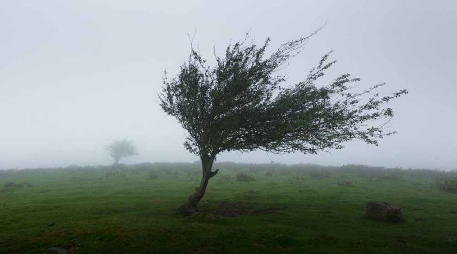 Rain, strong wind expected tomorrow 