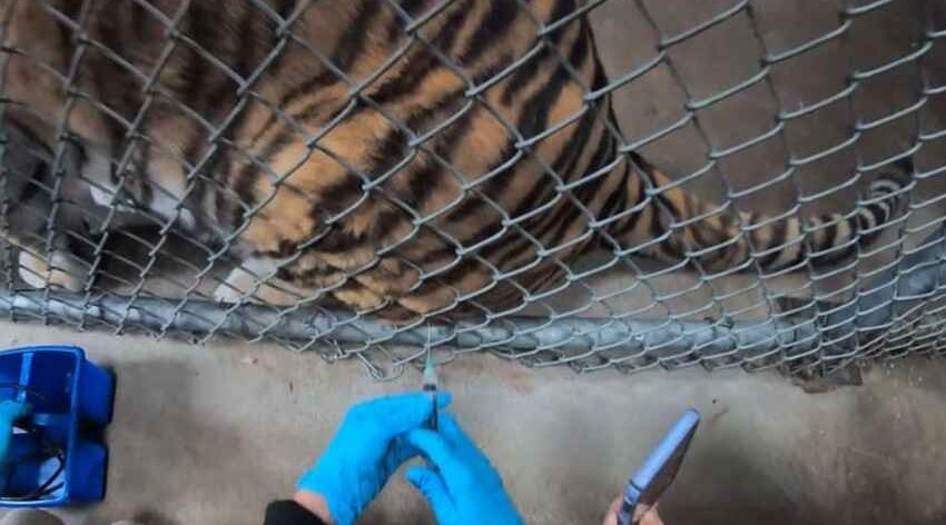 Zoos in US begin vaccinating animals against COVID