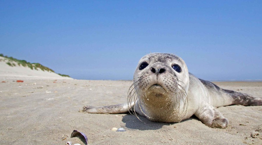 Bodies of 10 seals found in Pirshaghi coast of Caspian Sea-PHOTO