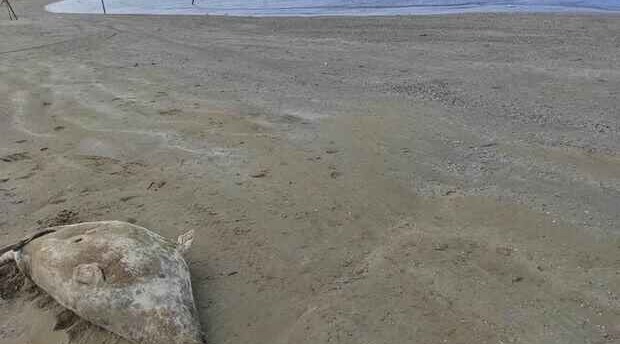 Pirşağı sahillərində 10-a yaxın suiti cəsədi aşkarlandı