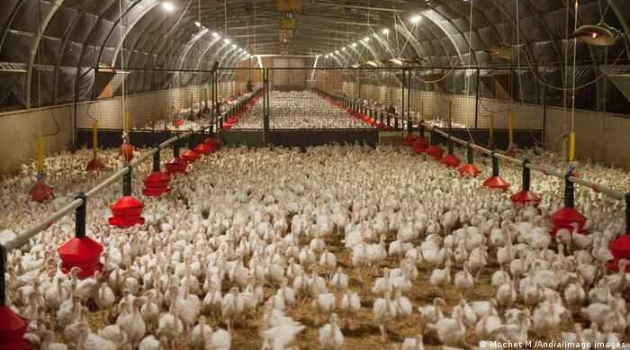 Bird flu: France orders poultry 'lockdown'