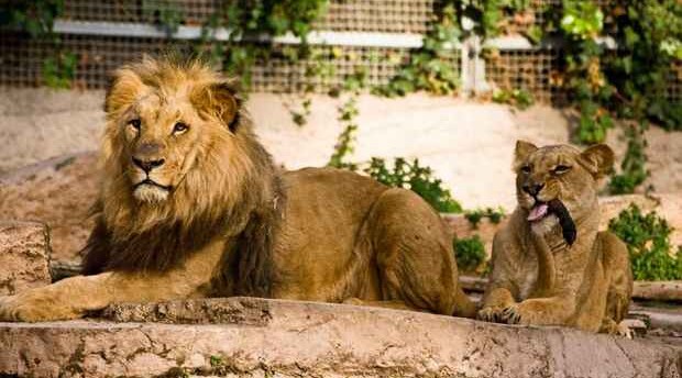 Zooparkda şirlər arasında koronavirus yayılıb