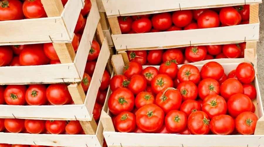 Возвращено 50 тонн помидоров, экспортированных из Азербайджана в Россию