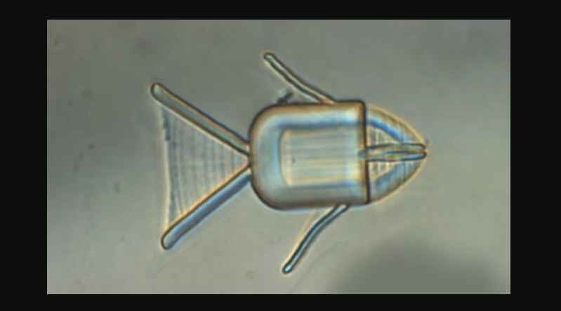 Рыбка-микробот доставит противораковые препараты прямо в опухоль <span style="color:red">- ВИДЕО</span>
