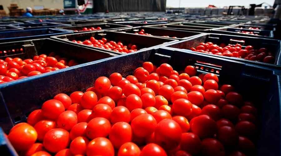 Россия отменила ограничения на ввоз томатов из Азербайджана