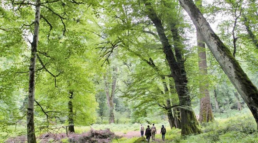 Стало известно, когда вопрос включения гирканских лесов в список наследия ЮНЕСКО