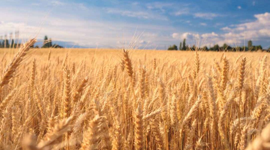 Azerbaijan imported more than 1 mln. tones of wheat this year