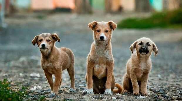 Azerbaijan may increase fines for animal cruelty