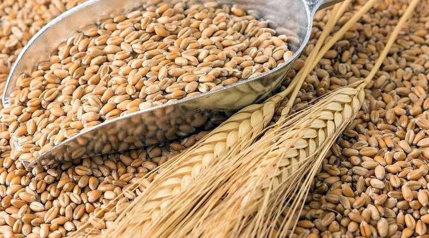 State Seed Fund imports 340 tons of elite wheat seeds from Krasnodar in 2021