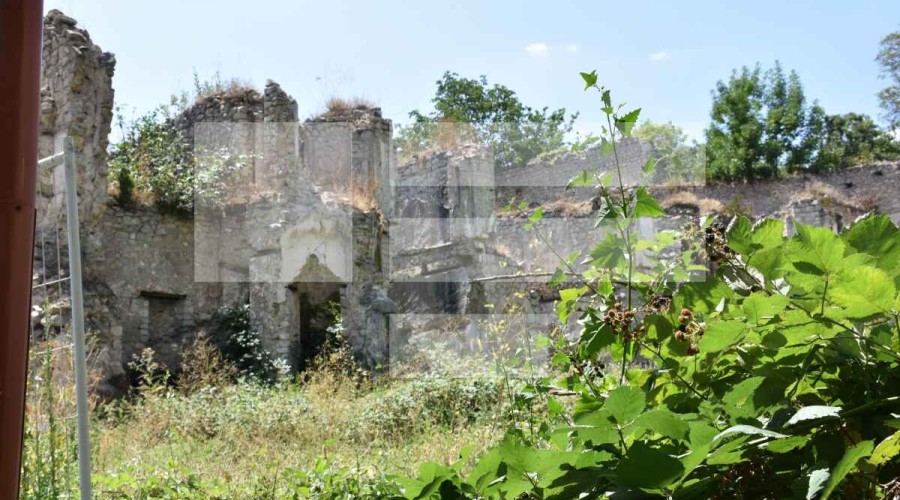 65 endangered plant species were found in liberated territories of Azerbaijan - ANAS