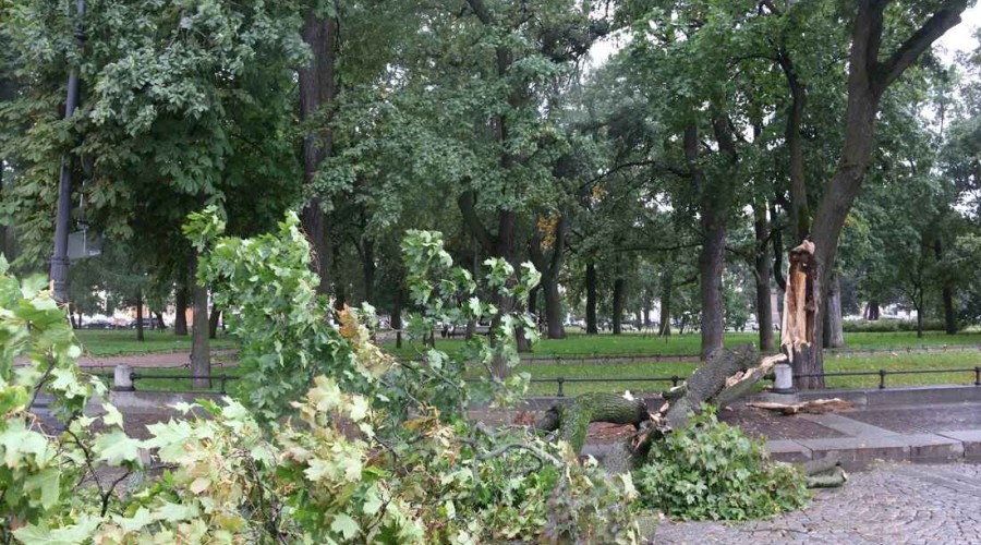 В результате сильного ветра в Баку упали деревья