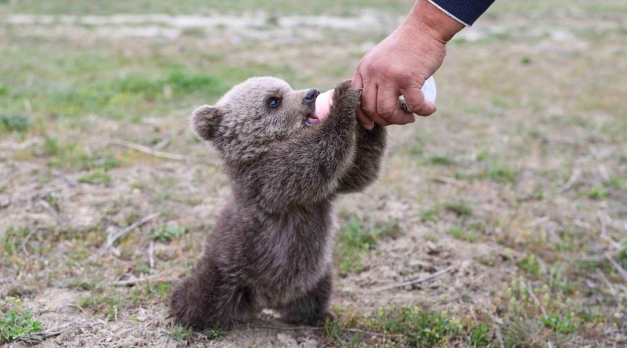 Exhausted bear cub found near Iraqi border gets new home in Turkey