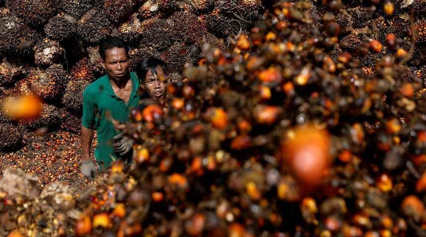 Indonesia faces international pressure over palm oil export ban