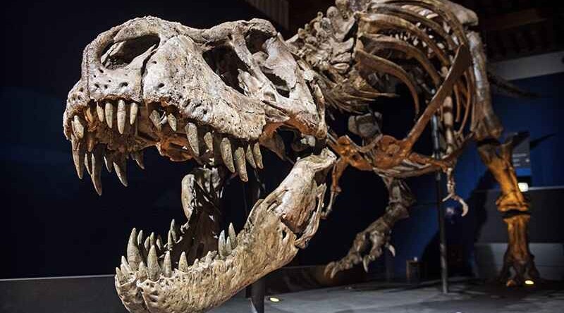 Dinosaur fossils sold for over $12 million