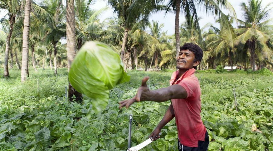 Sri Lanka faces ‘man-made’ food crisis as farmers stop planting