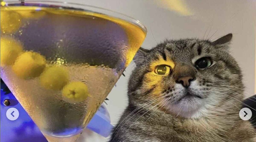 Ukrainian cat wins influencer award