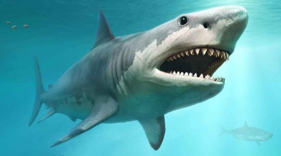 Megalodon shark extinction may have been linked to great white competition
