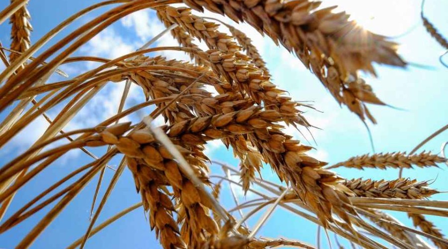 Georgia imposes one-year ban on export of wheat and barley