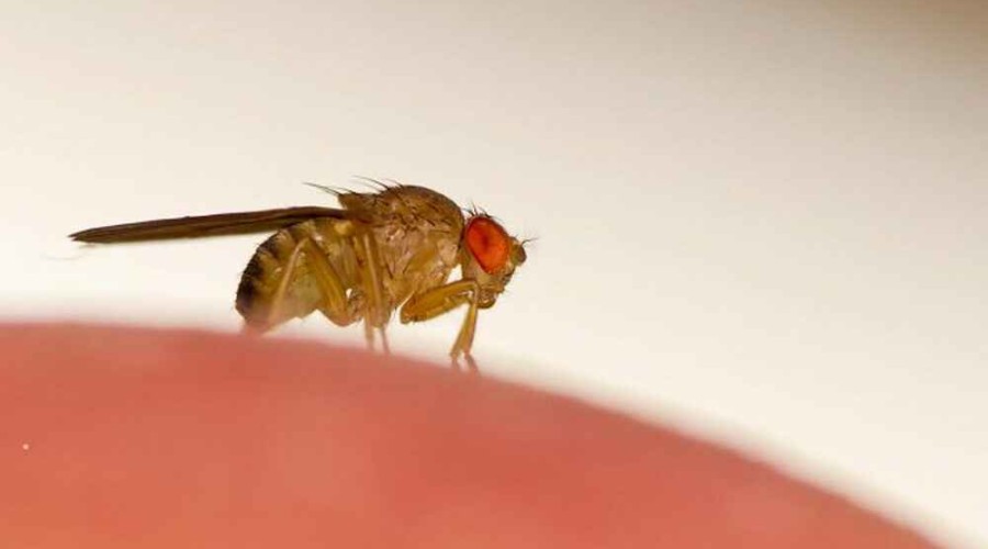 Ученые «взломали» мозг мухи и научились управлять ею на расстоянии<span style="color:red"> - ВИДЕО</span>
