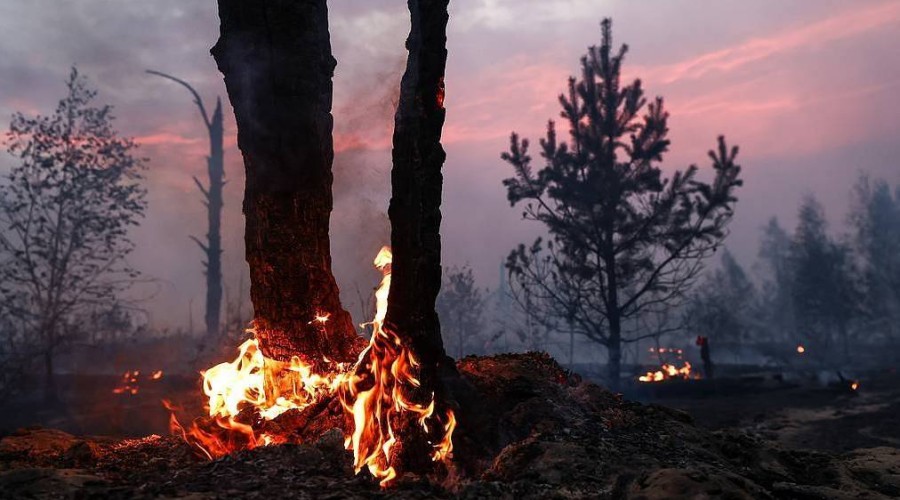 Forest fire started near Zaporozhye nuke plant — authorities