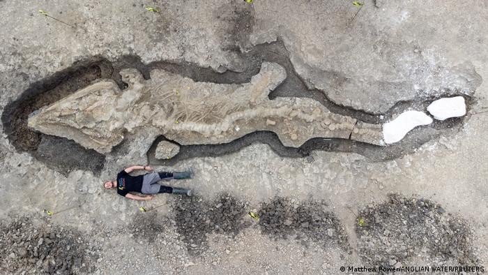 Ən qədim dinozavrın skeleti tapıldı - FOTO