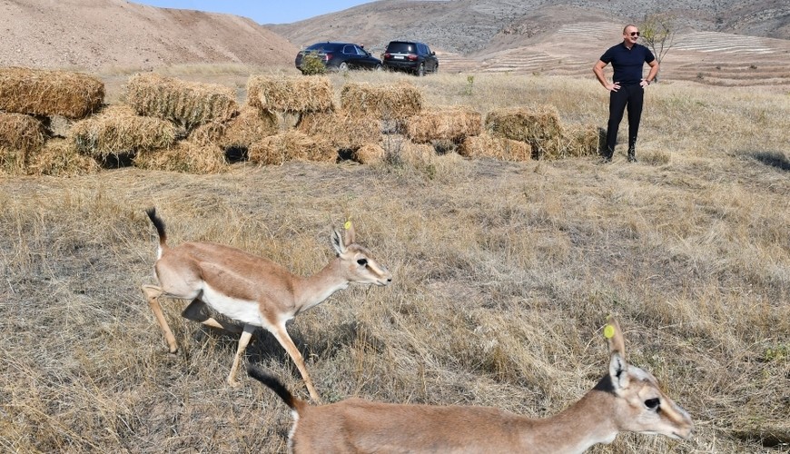 Ilham Aliyev and Recep Tayyip Erdogan released 15 gazelles in Jabrayil region