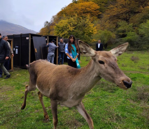 Deer were released to Shahdag National Park with the participation of Leyla Aliyeva